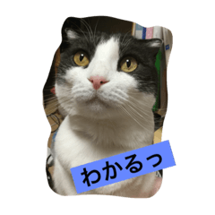 おむすび君の日常 にゃんと1