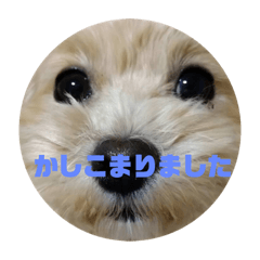クマ　犬　スワローズ
