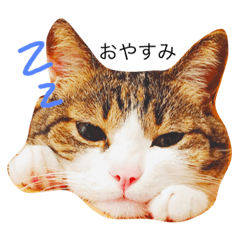 我が家の猫の思う事