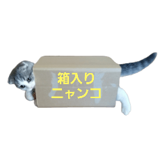 子猫のスウちゃん2