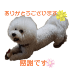 ビションチャチャ