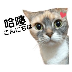 ニャープラネットの人々はここにいます