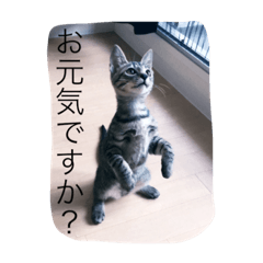 ハニちゃんクキくんラムちゃん