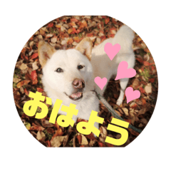 きなこのスタンプ！？