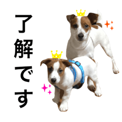 ジャックラッセルテリア けいすけこうすけ