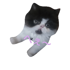 ぶちゃかわマロン
(ねこbaby編)