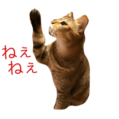 猫好きの人のスタンプです