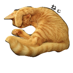 茶トラ猫たたみ