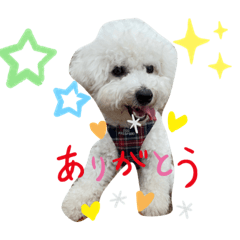 ビションフリーゼ犬なごみ　No.7