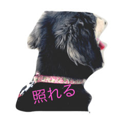 ワンワンコンビ