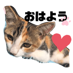 眞田猫 ミミver. ①