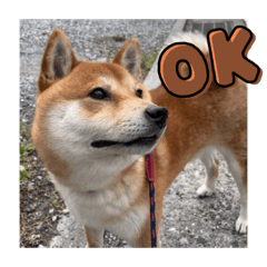 柴犬　蓮《れん》