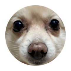 モコモコのポメラニアンのモコちゃん