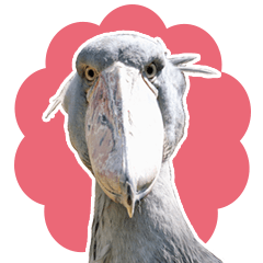 【掛川花鳥園公式】愉快な鳥達スタンプ！