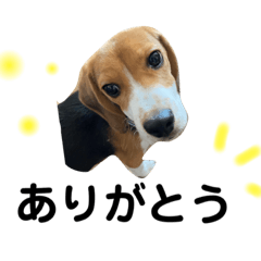 愛しいビーグルズ