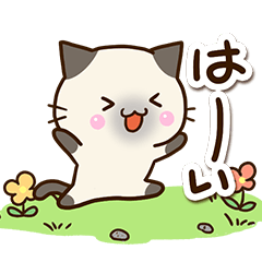 大人やさしい★おちゃめなシャム猫