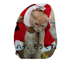 猫、インコと亀