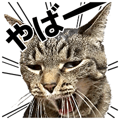 BIGな‼︎リアルにゃんこ★