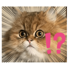 ラテ&モカ　No.1