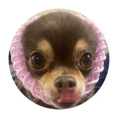 可愛い♡チワワ♡チョコタン♡