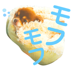 チョコちゃんスタンプ♡*(ふんわり編)