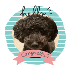 くろプードルレニーのリアル画像スタンプ