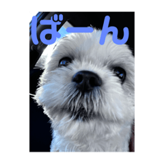 家族のしょうたろうスタンプ