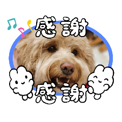 ゴールデンドゥードルのBelle vol.5