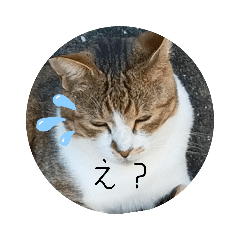 猫とか馬とかいろんなスタンプ