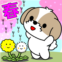 飛び出すシーズー「春」