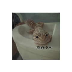 我が家のレオパアイドル