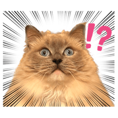 ラグドールみらん♀のスタンプ