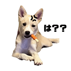 愛犬「おもちくん」