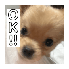 ごまちゃんずスタンプ