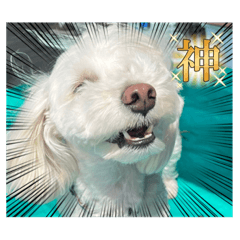 ユキくんの日常