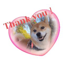 柴犬ソラくんと山陰柴犬うみちゃん②