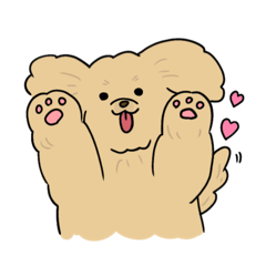 トイプードルのココア君