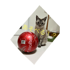 みゅうしばＮｏ.1