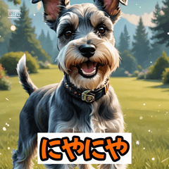 ムキムキシュナウザー