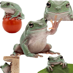 イエアメガエル　実写