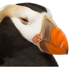 BIG! エトピリカ　実写