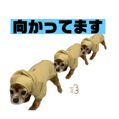 かわいいここし