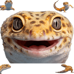 BIG! ヒョウモントカゲモドキ　実写