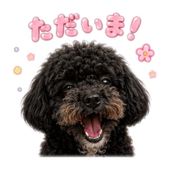 お姫様わんこの日常