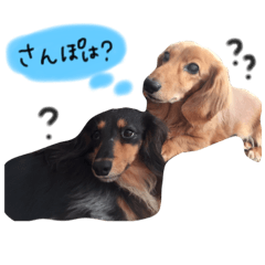 ちょこたるとの生活