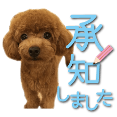 かわいい・わんこ⑦大きい文字