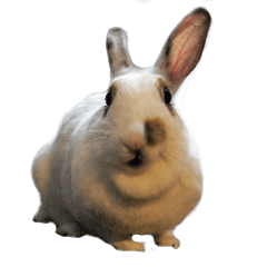 うちの子（うさぎさん）１