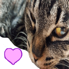 愛猫達のゆるい言葉