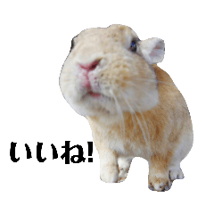 アップと複数のウサギ（一言付き）