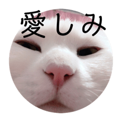 白猫(白ぶた)豆茶